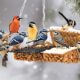 birds attracted to peanut butter suet