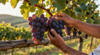 San Miniato: A Cosmos Of Grape Growing