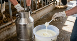 New York Farm Barred From Selling Raw Milk Because Of Positive Test For Listeria